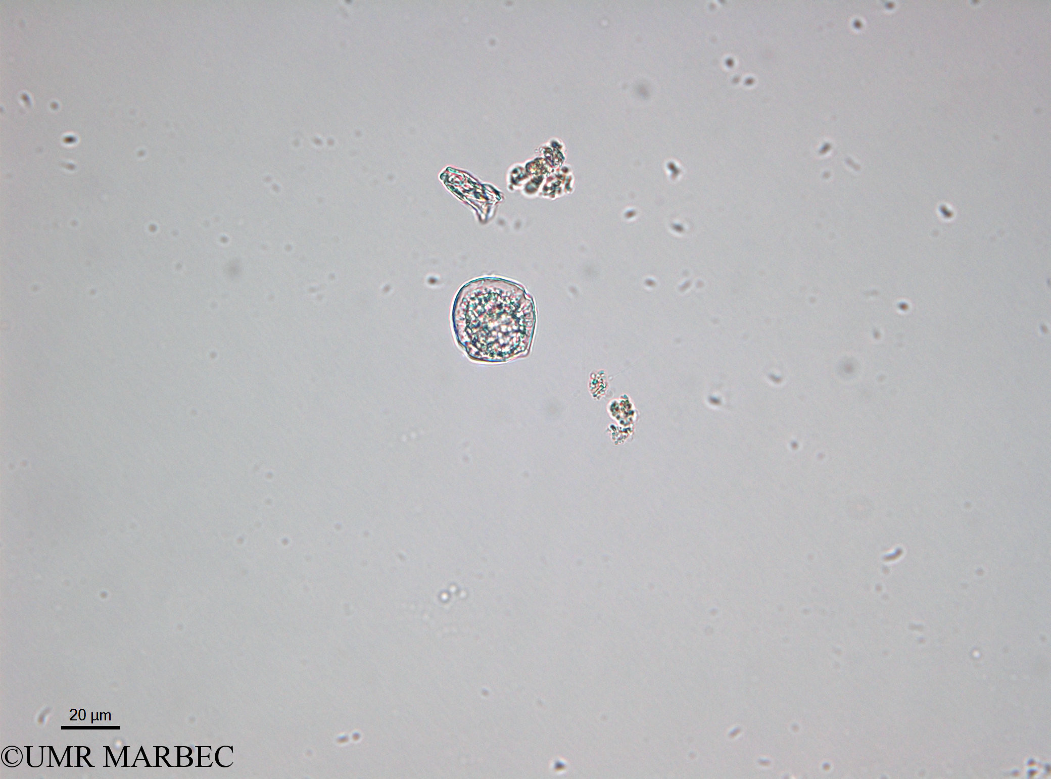 phyto/Bizerte/bizerte_lagoon/RISCO April 2014/Dino 64 (old Protoperidinium americanum - 140730 -3)(copy).jpg